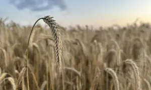 Kłos zboża na pierwszym planie, w tle pole dojrzałego zboża. Taki widok zapowiada, że niedługo będzie można zebrać sto kg zboża.