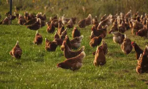 Hodowla kur niosek jak zacząć: uniknij najczęstszych błędów