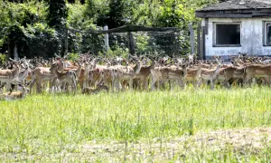 Hodowla danieli po co? Odkryj korzyści i opłacalność tej działalności