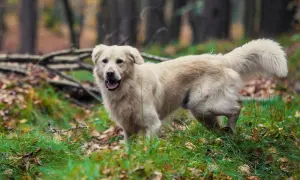 Ile kosztuje golden retriever z hodowli? Sprawdź ceny i czynniki wpływające na koszt