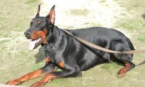 Ile kosztuje doberman z hodowli? Ceny, które mogą Cię zaskoczyć