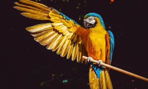 Jak zarejestrować hodowlę papug i uniknąć kar finansowych