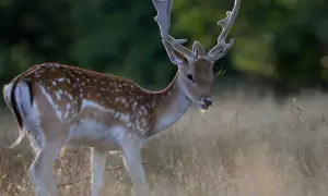 Piękny daniel z porożem w trawie. Czy można hodować daniele? Tak, to możliwe.