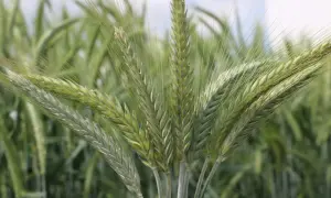 Zielone kłosy pszenżyta jarego, gotowe do zbioru. Optymalny termin siewu zapewnia obfite plony.