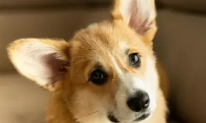 Portret uroczej szczenięcej corgi z dużymi uszami i inteligentnymi oczami.