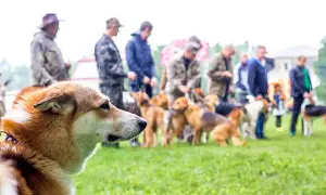 Jak założyć hodowlę psów: krok po kroku do legalnej działalności