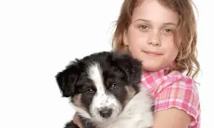 Ile kosztuje border collie z hodowli? Ceny, które warto znać