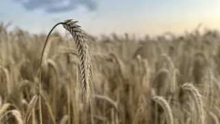 Kłos zboża na pierwszym planie, w tle pole dojrzałego zboża. Taki widok zapowiada, że niedługo będzie można zebrać sto kg zboża.