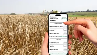 Kalkulator opłacalności pszenicy na smartfonie, na tle dojrzewającego pola. Aplikacja pomaga oszacować, ile ślimaków z hektara można uzyskać.