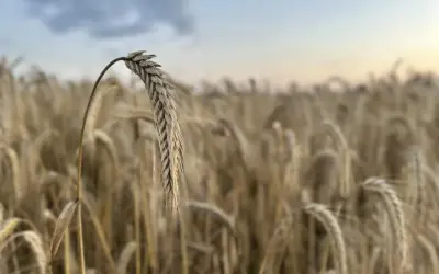 Kłos zboża na pierwszym planie, w tle pole dojrzałego zboża. Taki widok zapowiada, że niedługo będzie można zebrać sto kg zboża.