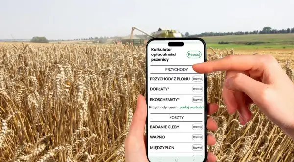 Rolnik sprawdza na telefonie, ile waży metr sześcienny pszenicy, podczas żniw.