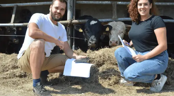 Hodowla byków czy się opłaca? Kluczowe czynniki wpływające na zyski