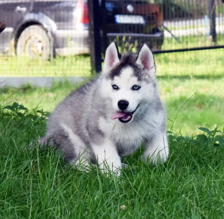 Ile kosztuje husky z hodowli? Poznaj ceny i kluczowe czynniki