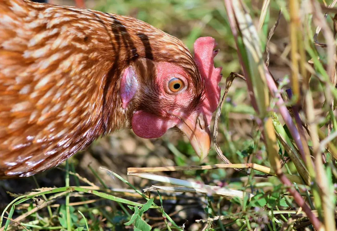Brązowa kura z czerwonym grzebieniem szuka pożywienia wśród traw. Zastanawiasz się, ile rosnie kura do uboju?