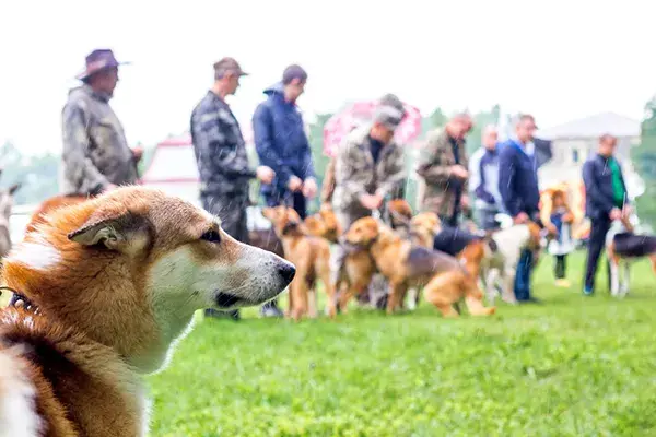 Jak założyć hodowlę psów: krok po kroku do legalnej działalności