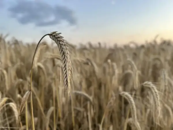 Kłos zboża na pierwszym planie, w tle pole dojrzałego zboża. Taki widok zapowiada, że niedługo będzie można zebrać sto kg zboża.